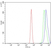 Flow cytometry testing of human A431 cells with CENPB antibody at 1ug/million cells (blocked with goat sera); Red=cells alone, Green=isotype control, Blue= CENPB antibody.