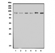 Western blot testing of human 1) HeLa, 2) Jurkat, 3) A431, 4) HEK293, 5) MCF7 and 6) PC-3 cell lysate with CENPB antibody. Expected molecular weight: 65-80 kDa.