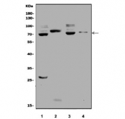 Western blot testing of 1) human PC-3, 2) human U-87 MG, 3) human HepG2 and 4) rat C6 cell lysate with EEF2K antibody. Predicted molecular weight ~82 kDa.