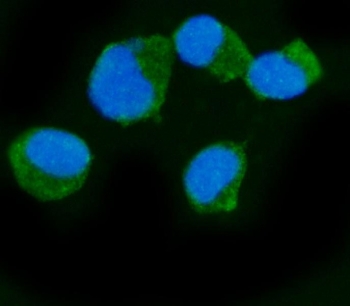 Immunofluorescent staining of FFPE human T-47D cells with Epac1 antibody (green) and DAPI nuclear stain (blue). HIER: steam section in pH6 citrate buffer for 20 min.