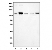 Western blot testing of 1) human HeLa, 2) human HepG2, 3) monkey COS-7, 4) human T-47D and 5) mouse RAW264.7 cell lysate with Epac1 antibody. Predicted molecular weight ~104 kDa.