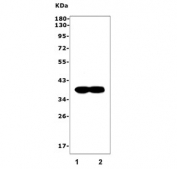Western blot testing of 1) rat brain and 2) mouse brain tissue lysate with Synaptophysin antibody. Predicted molecular weight: 34-38 kDa.