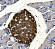 IHC staining of FFPE mouse pancreas tissue with Synaptophysin antibody. HIER: boil tissue sections in pH8 EDTA for 20 min and allow to cool before testing.