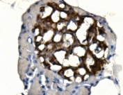 IHC staining of FFPE rat pancreas tissue with Synaptophysin antibody. HIER: boil tissue sections in pH8 EDTA for 20 min and allow to cool before testing.