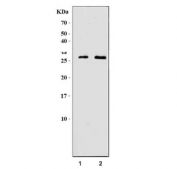 Western blot testing of mouse 1) SP2/0 and 2) Neuro-2a cell lysate with Granzyme M antibody. Predicted molecular weight ~29 kDa.