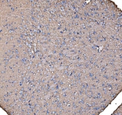 IHC staining of FFPE mouse brain tissue with IRBIT antibody. HIER: boil tissue sections in pH8 EDTA for 20 min and allow to cool before testing.