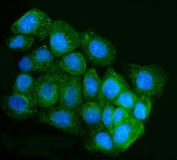 Immunofluorescent staining of FFPE human A431 cells with IRBIT antibody (green) and DAPI nuclear stain (blue). HIER: steam section in pH6 citrate buffer for 20 min.