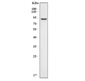 Western blot testing of human SH-SY5Y cell lysate with BRSK1 antibody. Predicted molecular weight: 85-87 kDa.