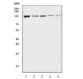 Western blot testing of 1) human Caco-2, 2) human SH-SY5Y, 3) rat testis