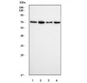 Western blot testing of 1) human HeLa, 2) human HEK293, 3) monkey COS-7 and 4) human Jurkat cell lysate with CPSF6 antibody. Predicted molecular weight: 52-63 kDa (multiple isoforms).