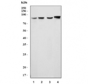 Western blot testing of 1) human HeLa, 2) human Jurkat, 3) human HepG2 and 4) mouse lung tissue lysate with GIT2 antibody. Predicted molecular weight ~85 kDa.