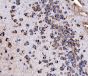 IHC staining of FFPE mouse brain tissue with Glycogen synthase 1 antibody. HIER: boil tissue sections in pH8 EDTA for 20 min and allow to cool before testing.