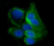 Immunofluorescent staining of FFPE human A431 cells with Glycogen synthase 1 antibody (green) and DAPI nuclear stain (blue). HIER: steam section in pH6 citrate buffer for 20 min.