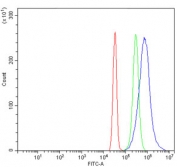 Flow cytometry testing of human SiHa cells with Glycogen synthase 1 antibody at 1ug/million cells (blocked with goat sera); Red=cells alone, Green=isotype control, Blue= Glycogen synthase 1 antibody.