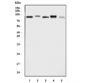 Western blot testing of 1) human HeLa, 2) human U-87 MG, 3) human Raji, 4) mouse spleen and 5) mouse lung tissue lysate with Pyrin antibody. Predicted molecular weight ~86 kDa.