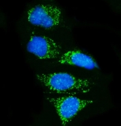 Immunofluorescent staining of FFPE human HeLa cells with Pyrin antibody (green) and DAPI nuclear stain (blue). HIER: steam section in pH6 citrate buffer for 20 min.