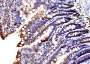 IHC staining of FFPE rat colon tissue with MLXIP antibody. HIER: boil tissue sections in pH8 EDTA for 20 min and allow to cool before testing.