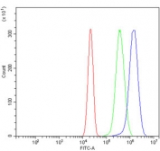 Flow cytometry testing of human U-2 OS cells with Myosin Heavy Chain 3 antibody at 1ug/million cells (blocked with goat sera); Red=cells alone, Green=isotype control, Blue= Myosin Heavy Chain 3 antibody.