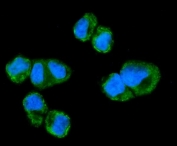 Immunofluorescent staining of FFPE human T-47D cells with NDUFAF1 antibody (green) and DAPI nuclear stain (blue). HIER: steam section in pH6 citrate buffer for 20 min.