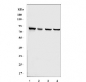Western blot testing of 1) human A549, 2) monkey COS-7, 3) human HeLa and 4) human MCF7 cell lysate with NSD3 antibody. Predicted molecular weight: 155-162 kDa (long forms) and ~ 73 kDa (short form).