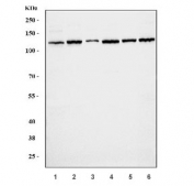 Western blot testing of 1) human A549, 2) human Jurkat, 3) human HeLa, 4) human HEK293, 4) rat testis and 5) mouse testis tissue lysate with PLEKHA5 antibody. Predicted molecular weight ~130 kDa (multiple isoforms).