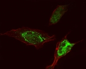 Immunofluorescent staining of FFPE human HeLa cells with PLEHA5 antibody (green) and phalloidin (red). HIER: steam section in pH6 citrate buffer for 20 min.