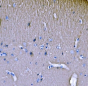 IHC staining of FFPE mouse brain tissue with Endophilin A1 antibody. HIER: boil tissue sections in pH8 EDTA for 20 min and allow to cool before testing.