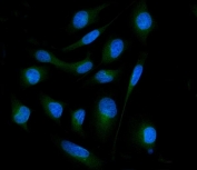 Immunofluorescent staining of FFPE human HeLa cells with Endophilin A1 antibody (green) and DAPI nuclear stain (blue). HIER: steam section in pH6 citrate buffer for 20 min.