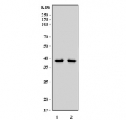 Western blot testing of 1) rat brain and 2) mouse brain tissue lysate with Endophilin A1 antibody. Predicted molecular weight ~40 kDa.