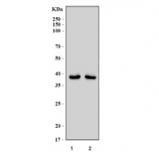 Western blot testing of 1) rat brain and 2) mouse brain tissue lysate with Endophilin A1 antibody. Predicted molecular weight ~40 kDa.