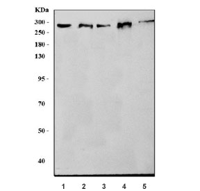 Western blot testing of 1) rat lung, 2) rat brain, 3) mouse lung, 4) mouse brain and 5) mouse NIH 3T3 cell lysate with NEAS antibody. Predicted molecular weight ~284 kDa.