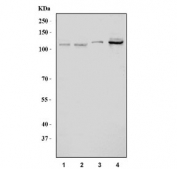 Western blot testing of 1) human HepG2, 2) monkey COS-7, 3) mouse kidney and 4) mouse testis tissue lysate with USP1 antibody. Expected molecular weight: 90-110 kDa.