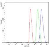 Flow cytometry testing of rat C6 cells with Splicing factor 1 antibody at 1ug/million cells (blocked with goat sera); Red=cells alone, Green=isotype control, Blue= Splicing factor 1 antibody.