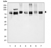 Western blot testing of 1) human SK-O-V3, 2) human K562, 3) human ThP-1, 4) human A549, 5) rat PC-12, 6) mouse ovary and 7) mouse NIH 3T3 cell lysate with Splicing factor 1 antibody. Predicted molecular weight ~68 kDa (multiple isoforms).