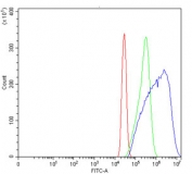 Flow cytometry testing of human A431 cells with Splicing factor 1 antibody at 1ug/million cells (blocked with goat sera); Red=cells alone, Green=isotype control, Blue= Splicing factor 1 antibody.