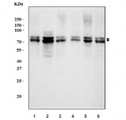 Western blot testing of 1) human SK-O-V3, 2) human K562, 3) human ThP-1, 4) human A549, 5) rat PC-12, 6) mouse ovary and 7) mouse NIH 3T3 cell lysate with SF1 antibody. Predicted molecular weight ~68 kDa (multiple isoforms).