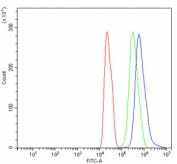 Flow cytometry testing of rat C6 cells with SF1 antibody at 1ug/million cells (blocked with goat sera); Red=cells alone, Green=isotype control, Blue= SF1 antibody.