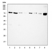 Western blot testing of 1) human HeLa, 2) human HepG2, 3) rat brain, 4) rat lung, 5) rat PC-12, 6) mouse brain, 7) mouse lung and 8) mouse RAW264.7 cell lysate with HSPA9 antibody. Predicted molecular weight ~75 kDa.