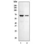 Western blot testing of human 1) HepG2 and 2) HEL cell lysate with Glutaminase antibody. Predicted molecular weigh: 65-73 kDa.