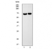 Western blot testing of 1) rat brain and 2) mouse brain tissue lysate with Glutaminase antibody. Predicted molecular weigh: 65-73 kDa.