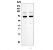 Western blot testing of human 1) HepG2 and 2) HEL cell lysate with GLS antibody. Predicted molecular weigh: 65-73 kDa.