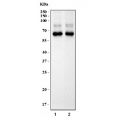 Western blot testing of 1) rat brain and 2) mouse brain tissue lysate with GLS antibody. Predicted molecular weigh: 65-73 kDa.