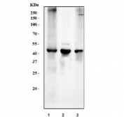 Western blot testing of 1) human placenta, 2) rat testis and 3) mouse testis tissue lysate with HSD3B1/2 antibody. Predicted molecular weight ~42 kDa.