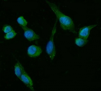 Immunofluorescent staining of FFPE human U-2 OS cells with HSD3B1/2 antibody (green) and DAPI nuclear stain (blue). HIER: steam section in pH6 citrate buffer for 20 min.~