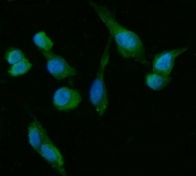 Immunofluorescent staining of FFPE human U-2 OS cells with HSD3B1/2 antibody (green) and DAPI nuclear stain (blue). HIER: steam section in pH6 citrate buffer for 20 min.