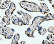 IHC staining of FFPE human placental tissue with MCM6 antibody. HIER: boil tissue sections in pH8 EDTA for 20 min and allow to cool before testing.