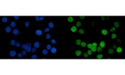 Immunofluorescent staining of FFPE human Caco-2 cells with MCM6 antibody (green) and DAPI nuclear stain (blue). HIER: steam section in pH6 citrate buffer for 20 min.