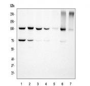 Western blot testing of 1) human HeLa, 2) human Jurkat, 3) human 293T, 4) human HepG2, 5) human U-2 OS, 6) rat RH35 and 6) mouse NIH 3T3 cell lysate with MCM6 antibody. Expected molecular weight: 92-105 kDa.