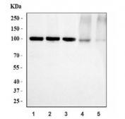 Western blot testing of 1) human HeLa, 2) human Jurkat, 3) human 293T, 4) rat RH35 and 5) mouse NIH 3T3 cell lysate with MCM6 antibody. Expected molecular weight: 92-105 kDa.