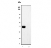 Western blot testing of human 1) Raji and 2) Jurkat cell lysate with MS4A1 antibody. Predicted molecular weight ~33 kDa.